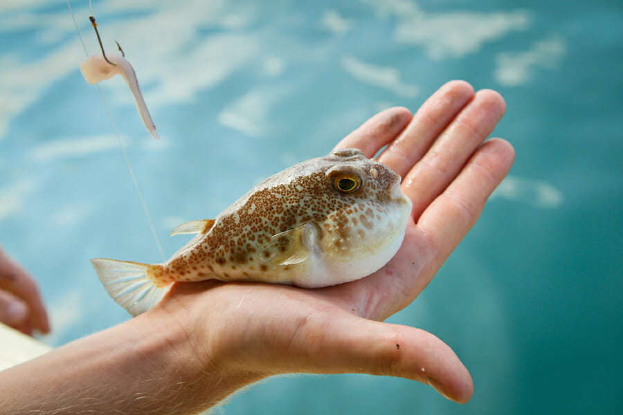 Fugu fish caught while fishing in Siam Bay
